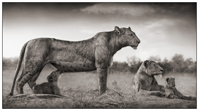[25-Lioness-with-Cub-Feeding2.jpg]