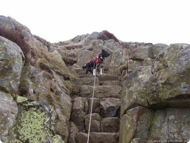 lucky up a steep bit lucky up a steep bit