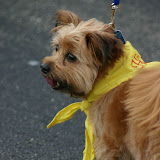 Blessing of the Animals 2009