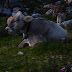 2011.08.18.-19. - Spodnje bohinjske gore