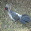 Kalij Pheasant
