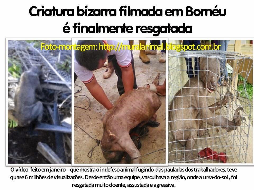 [ursa_video_resgate%255B3%255D.jpg]