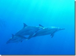 ハワイ島イルカ ハワイ島イルカ