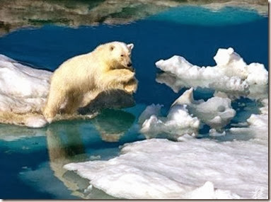polarbear polarbear