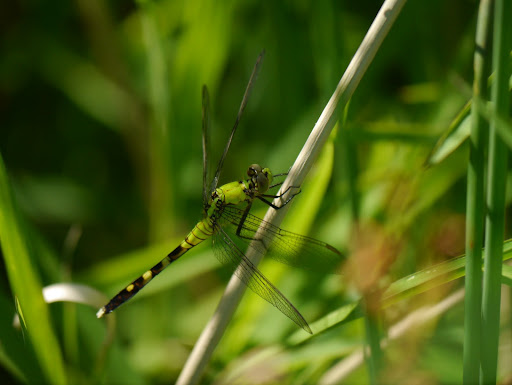 P1080067