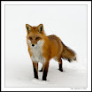 FOXINSNOW.jpg
