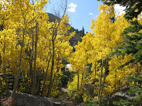 Beautiful yellow foliage in Colorado.