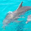  Snorkel Buck Island Reef 