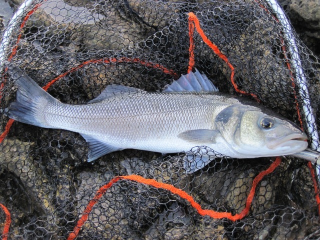 [IMG_0575%255B5%255D.jpg]