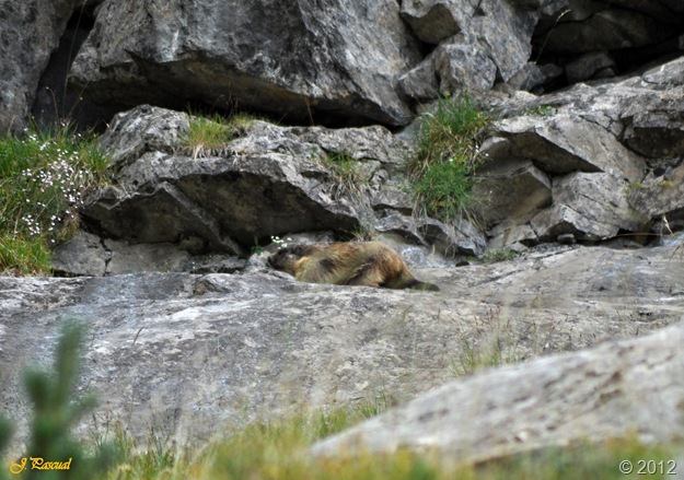 Marmota (10) Marmota (10)