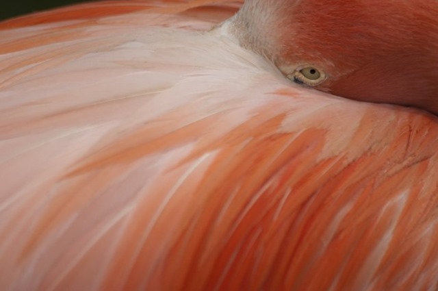 [_DSC4974%2520flamingo%2520eye%255B3%255D.jpg]