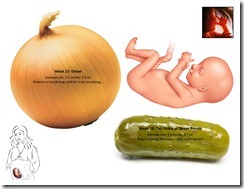 Fetal Size Chart wk17-18