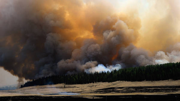 The Forest for the Trees: In Arizona, trees are cut down to save forests from massive fires and to combat climate change. The New York Times