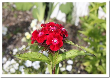 IMG_2914 IMG_2914