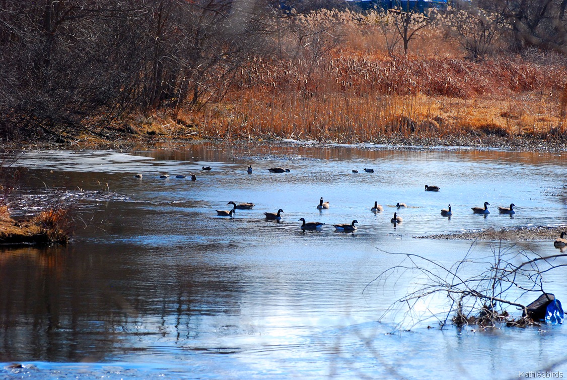 [3.%2520geese%2520in%2520cove-kab%255B4%255D.jpg]