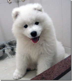 Samoyed-puppy-picture