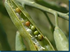 canola seeds