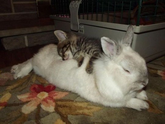 [funny-animals-cute-5%255B2%255D.jpg]