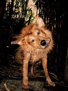 shaky-dogs14