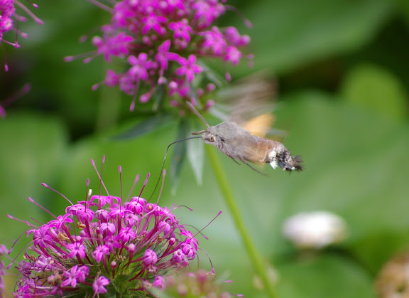 Sphingidae : Macroglossinae : Macroglossum stellatarum (LINNAEUS, 1758). Les Hautes-Lisières (Rouvres, 28), 18 juin 2011. Photo : J.-M. Gayman