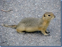 0183 Alberta Calgary - Calgary Zoo The Canadian Wilds - ground squirrel