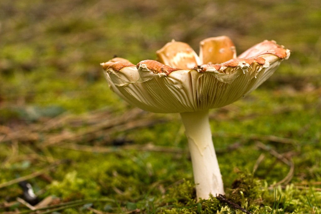 [Fly-Agaric-133.jpg]
