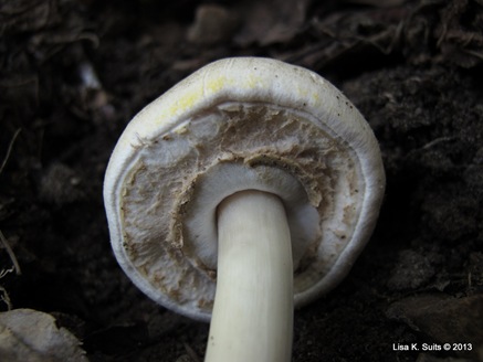 Agaricus placomyces partial veil Agaricus placomyces partial veil