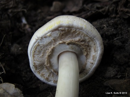 Agaricus placomyces partial veil