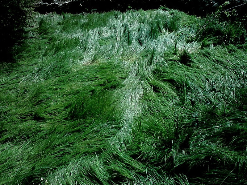 cabellera verde