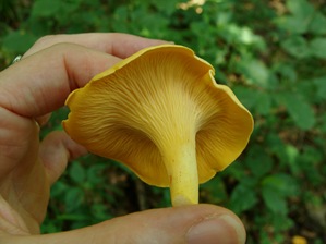 chanterelle chanterelle