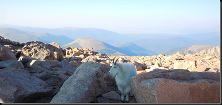 mountain goat; Summit of Mt. Evans