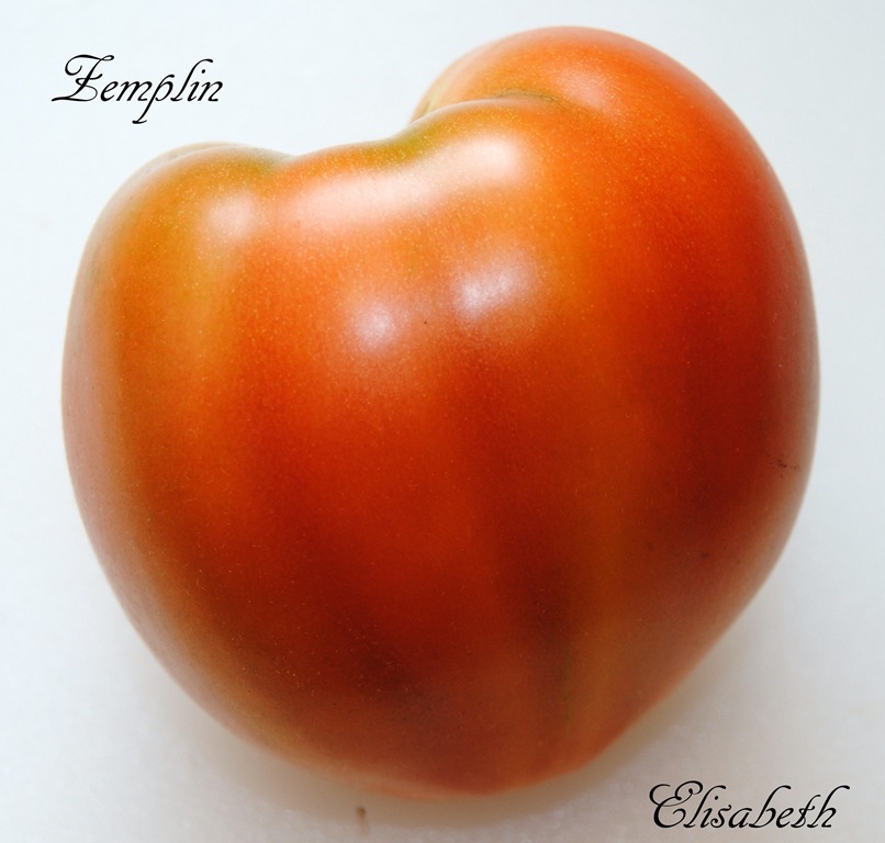 [Tomater%2520%25202011%2520073%255B4%255D.jpg]