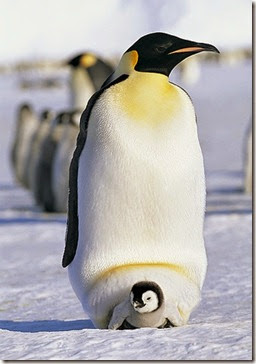 090618-07-greatest-animal-dads-emperor-penguin_big