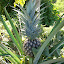 Thaïlande - Côte est - Un ananas ça pousse comme ça !