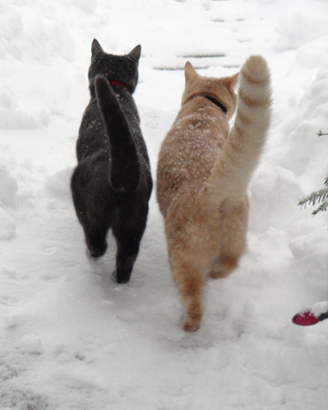 Clear the way...
In heavy snowfall, it is very important to clear snow away from pathways to and from any areas where cats might seek shelter so they don’t get “snowed in.” Clear the way...
In heavy snowfall, it is very important to clear snow away from pathways to and from any areas where cats might seek shelter so they don’t get “snowed in.”