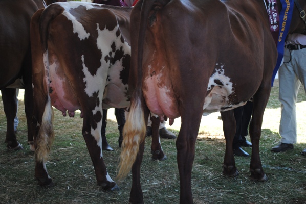 Junior Best Udder and Attachment.JPG