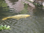 Koi at the flamingo habitat at the Flamingo.