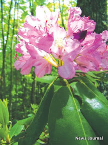 Pretty flower 2x.jpg