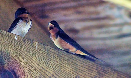 barn swallow 3