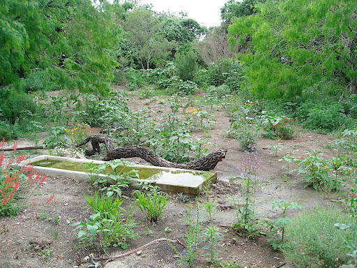 Here's the garden's newest attraction - the bird watch. The area is completely inaccessible by humans, except for a covered area with a one way glass pane for viewing the birds. While we were there, we saw a black chinned hummingbird!