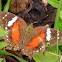 Brown Peacock or Scarlet Peacock