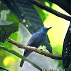 Rufous-winged Philentoma-06.jpg