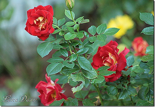 Ketchup_Mustard_Roses