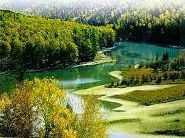[virgin%2520forest%25202%255B2%255D.jpg]
