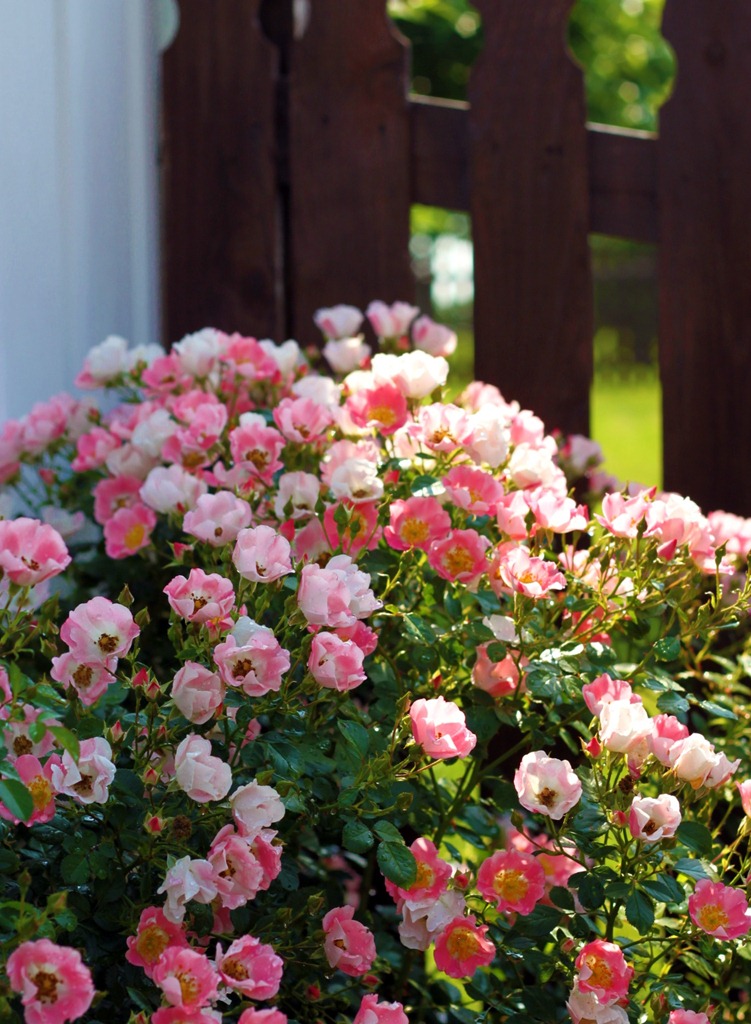 [rose%25202%255B7%255D.jpg]