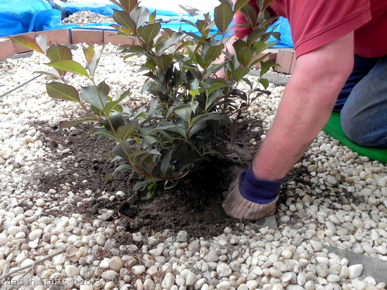Replace Soil Replace Soil