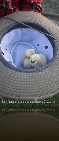 IMG_7970 IMG_7970