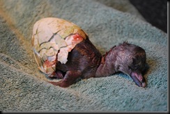 Penguin chick hatching April 10