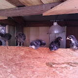 "Chicken Line-up" - copyright Erin Cochran
