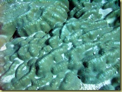 Hard Coral Surface